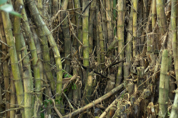 Bamboo forest texture for background. Select focus.