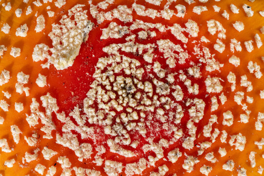 Amanite tue-mouches ou Fausse oronge