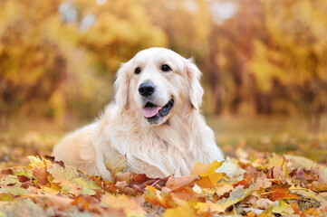 Beautiful golden retriever laying on autumn leafs
