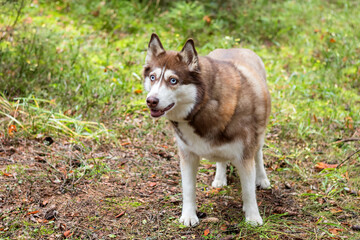 Domestic young dog Husky with a white-brown coat color for a walk.
