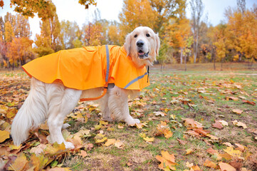 Side view picture of a golden retriever walking in raincoat