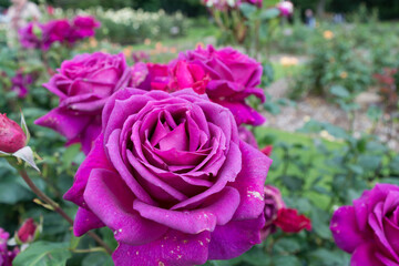 Beautiful deep pink rose in full bloom with depth of field
