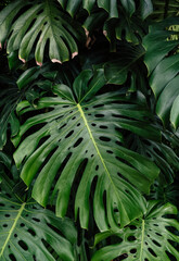 Monstera leaves, philodendron