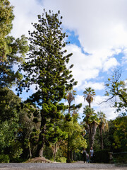 Large tree in a park
