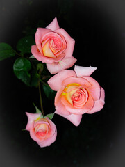 Drei rosa Rosen in der Nacht