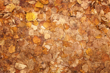 Tekstura, tło żółto brązowych jesiennych opadniętych liści, przygniecionych przez koła samochodu, 