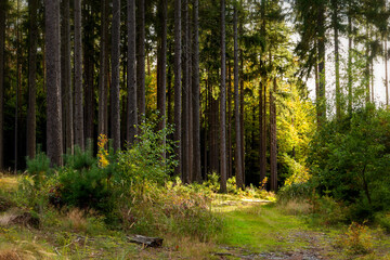 Path in autumn forest. Fall in Europe.