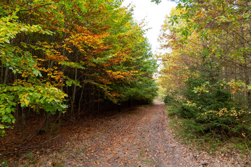 Path in autumn forest. Fall in Europe.