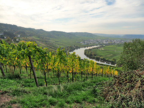 Herbst an der Mosel vom Aussichtspunkt Zummeth&ouml;he bei Leiwen und Trittenheim
