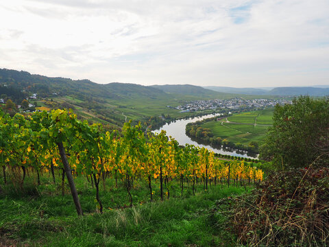 Herbst an der Mosel vom Aussichtspunkt Zummeth&ouml;he bei Leiwen und Trittenheim