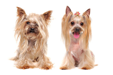 Collage of the same yorkshire terrier dog before and after grooming