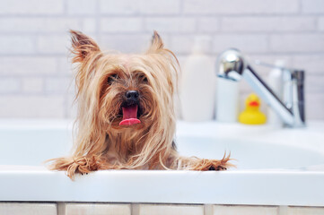 Hairy Yorkshire Terrier having bath