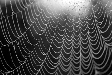 Spider web in a forest in Iserlohn Sauerland Germany. Glistening dew or rain drops on nearly...