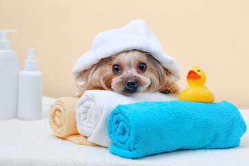 Portrait of a yorkshire terrier in a bathrobe laying on towels after bathing - obrazy, fototapety, plakaty