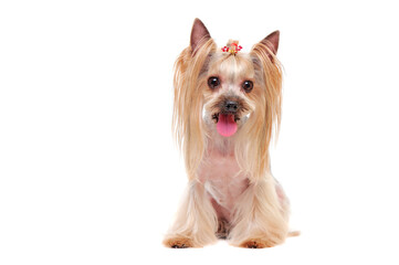 Pretty yorkshire terrier after grooming sitting against white background
