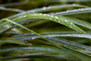 Rain drops or dew on bent blades of gras haulms. Macro close up on a green wet meadow in Iserlohn...