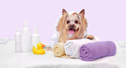 Wide banner for grooming salon with yorkshire terrier