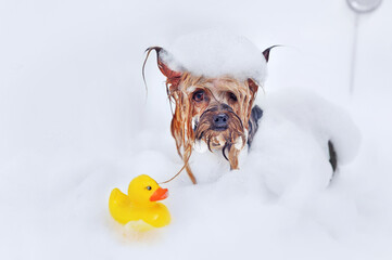Yorkshire terrier getting foam bath with a rubber duck