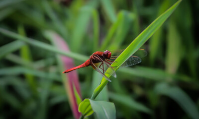 Red dragonfly sits on a green blade of grass