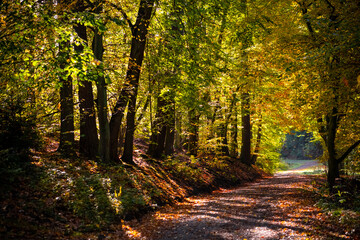 Indian Summer in oak and beech deciduous forest in Iserlohn Sauerland Germany with colorful leaves foliage backlit by low sun in beautiful fall season. Walkway for a autumn promenade idyllic scenery.