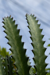 Cactus has sharp thorns. sky background