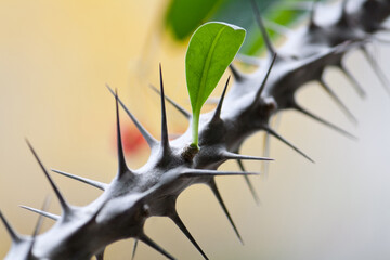 Euphorbia milli thorns