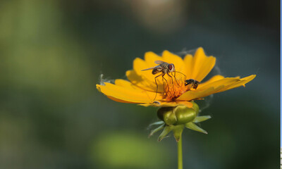 Fly sitting on a yellow flower