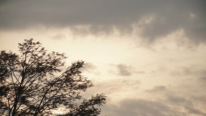 Silhouette of tree with the background of defocused sky at sunrise