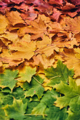 Naklejka na ściany i meble Colorful maple leaf foilage. High quality photo