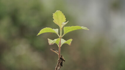 Selected focus of green grass with blur background