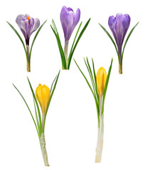 Spring flowers crocus isolated , PNG.