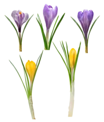 Foto op Plexiglas Spring flowers crocus isolated , PNG. © vencav