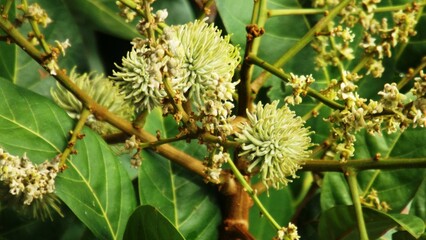 Young Rambutan Fruit