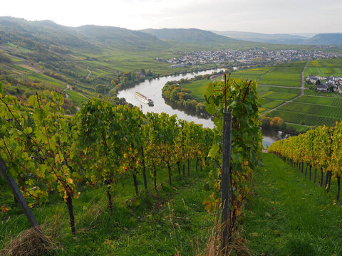 Herbst an der Mosel vom Aussichtspunkt Zummeth&ouml;he bei Leiwen und Trittenheim