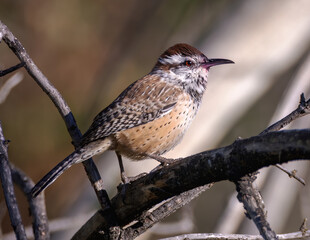 Cactus Wren