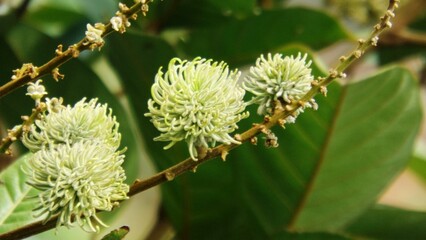Young Rambutan Fruit