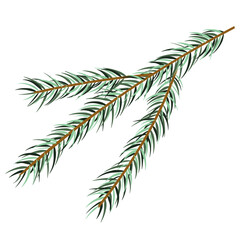 Christmas branch isolated on white background.  Vector illustration for Christmas and New Year  cards, posters.