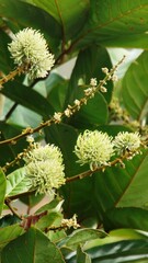 Young Rambutan Fruit
