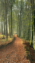 Morning forest road covered with leaves. Vertical photo.
