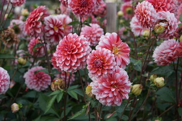 Dahlia Strawberry Queen, photographed in Suffolk, UK, Sony a6000, dahlia, October 2022