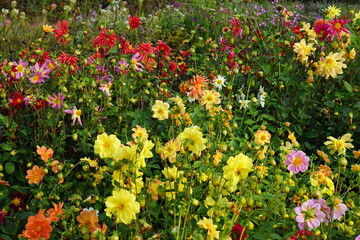 Dahlia garden, photographed in Suffolk, UK, Sony a6000, dahlia, October 2022