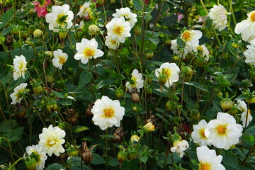 Fototapeta premium Dahlia garden, photographed in Suffolk, UK, Sony a6000, dahlia, October 2022