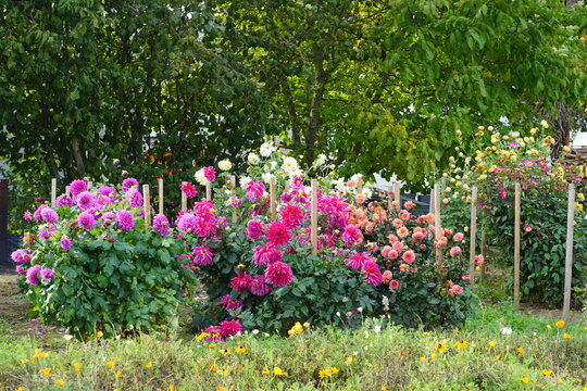 Dahlia garden, photographed in Suffolk, UK, Sony a6000, dahlia, October 2022