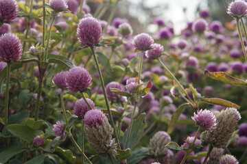 Obraz premium Gomphrena purple, photographed in Suffolk in UK, October 2022, sony a6000