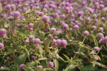 Gomphrena purple, photographed in Suffolk in UK, October 2022, sony a6000