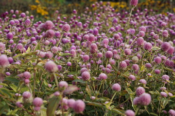 Gomphrena purple, photographed in Suffolk in UK, October 2022, sony a6000