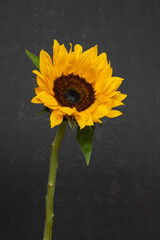 Wild sunflower on black background. Beautiful yellow flower