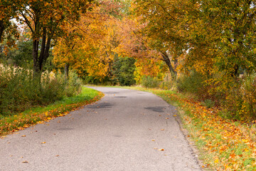 Obraz premium Autumn forest in the rays of the sun and the road in autumn colors. Day.