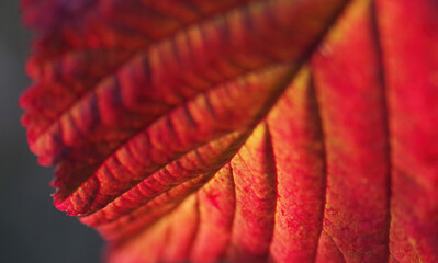 Czerwony liść z bliska jesienią. Tło naturalne.