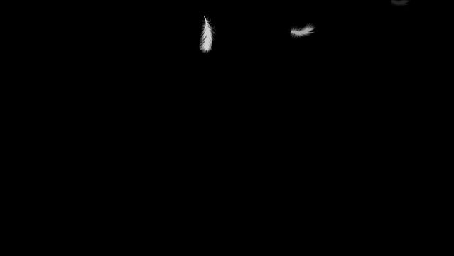 Isolated gently falling white feathers. Abstract animation with black background. 29,97 fps